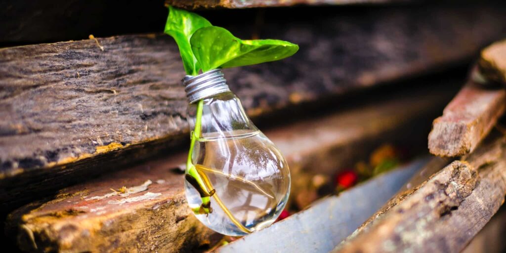 Image of a plant growing in a lightbulb. Credits: Bruno Scramgnon from Pexels. Link to the About page